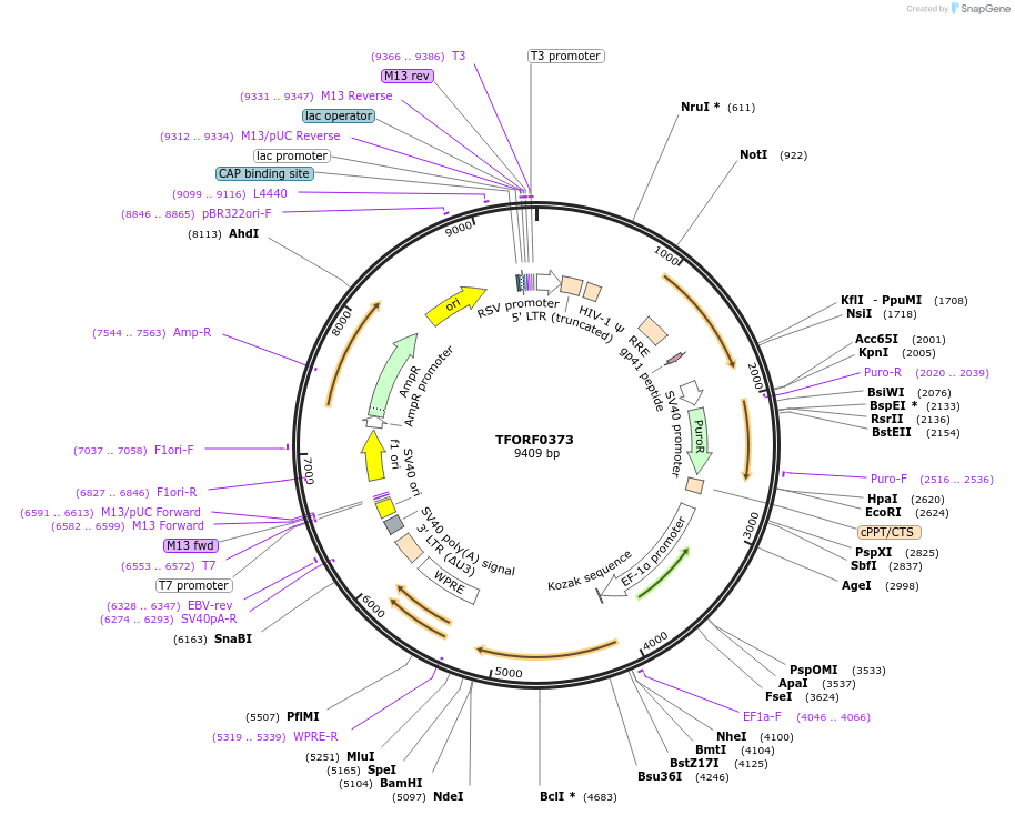 141594-plasmid-map-sequence-id-408557
