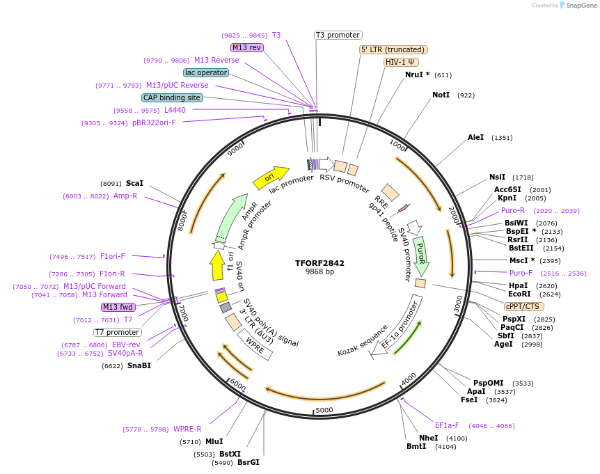 143381-plasmid-map-sequence-id-408569