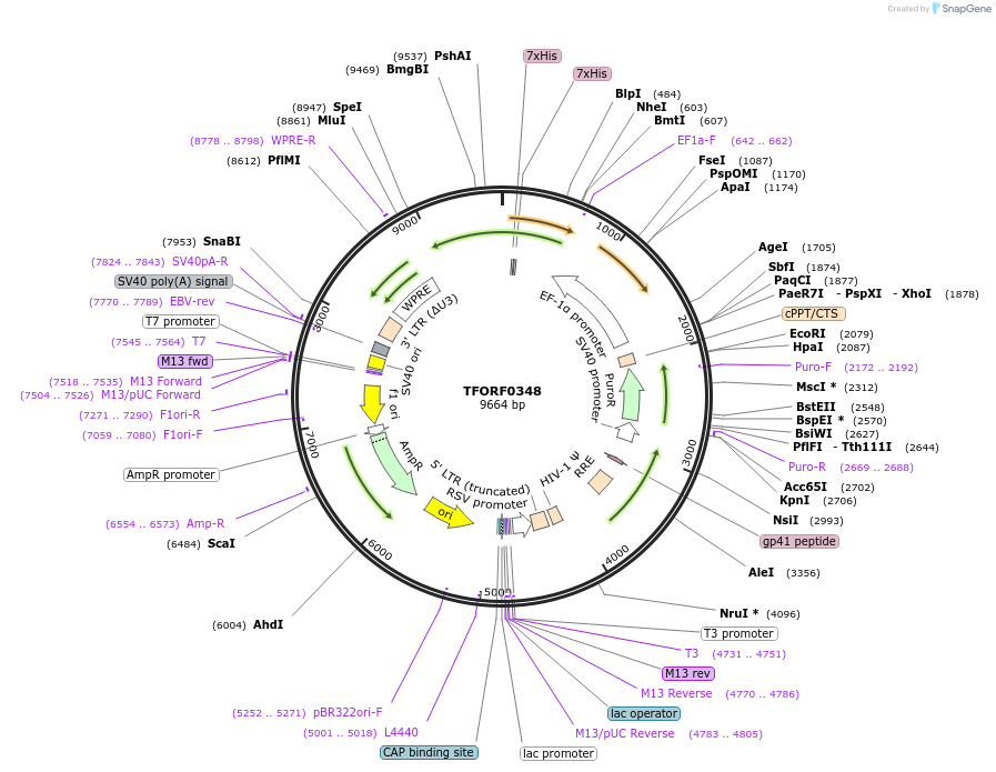 143399-plasmid-map-sequence-id-408570