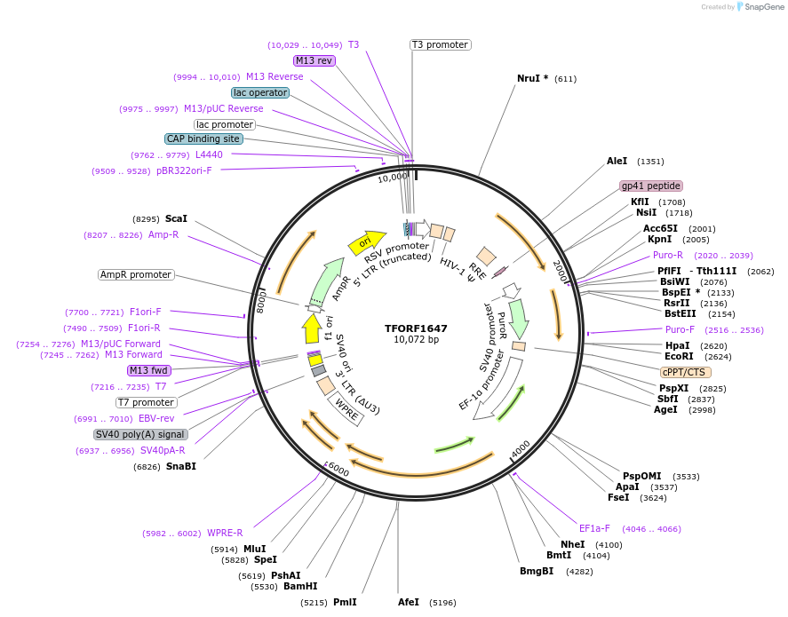 143303-plasmid-map-sequence-id-408571