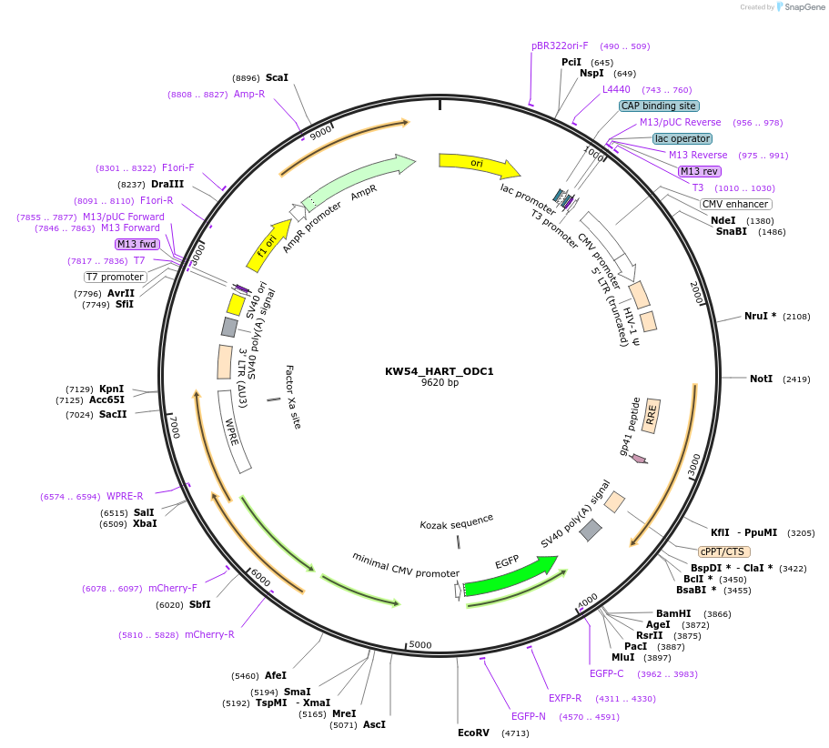 207398-plasmid-map-sequence-id-408591