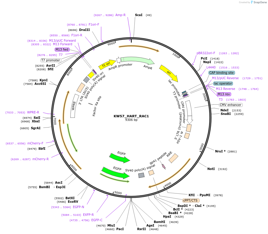 207399-plasmid-map-sequence-id-408593
