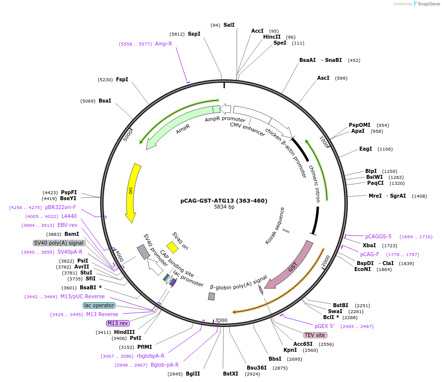 203553-plasmid-map-sequence-id-408594
