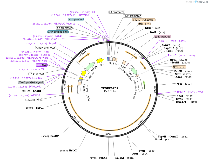143889-plasmid-map-sequence-id-408610