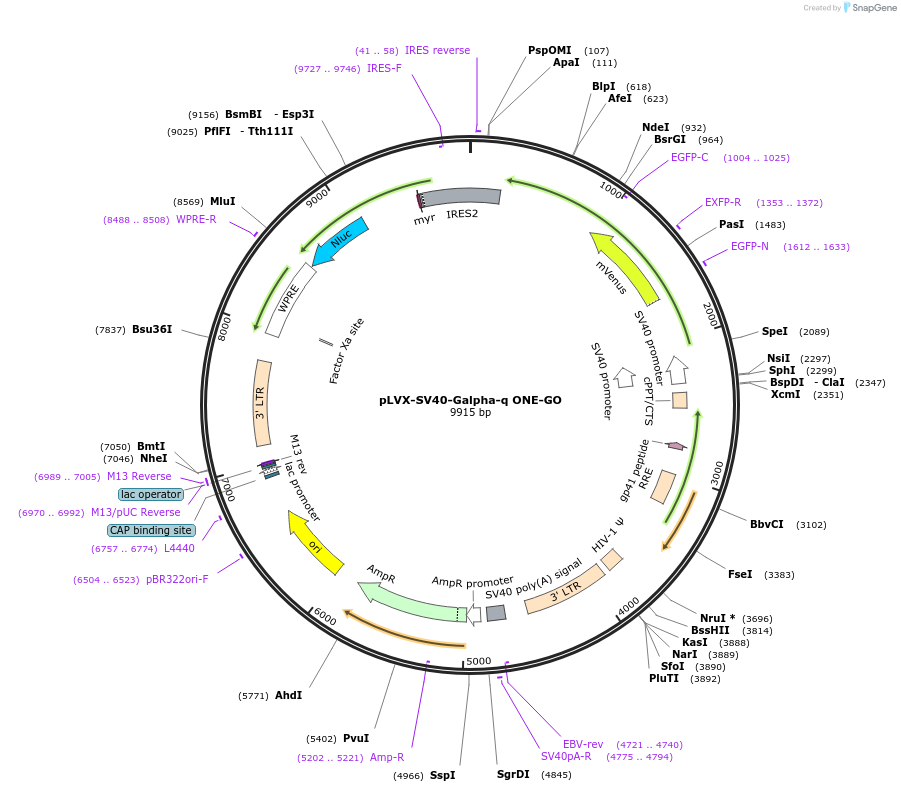 204331-plasmid-map-sequence-id-408617