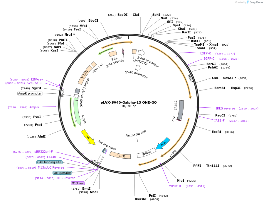 204332-plasmid-map-sequence-id-408619