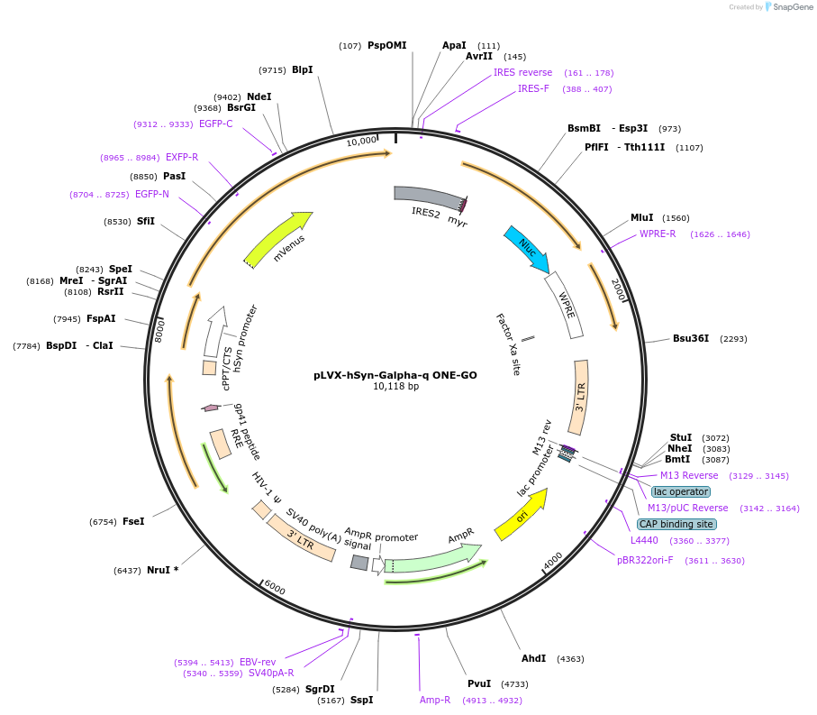 204336-plasmid-map-sequence-id-408621