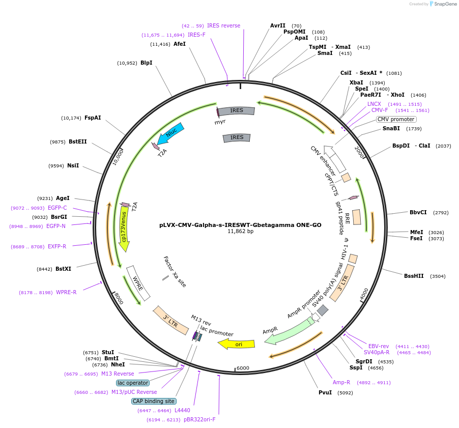 204340-plasmid-map-sequence-id-408622