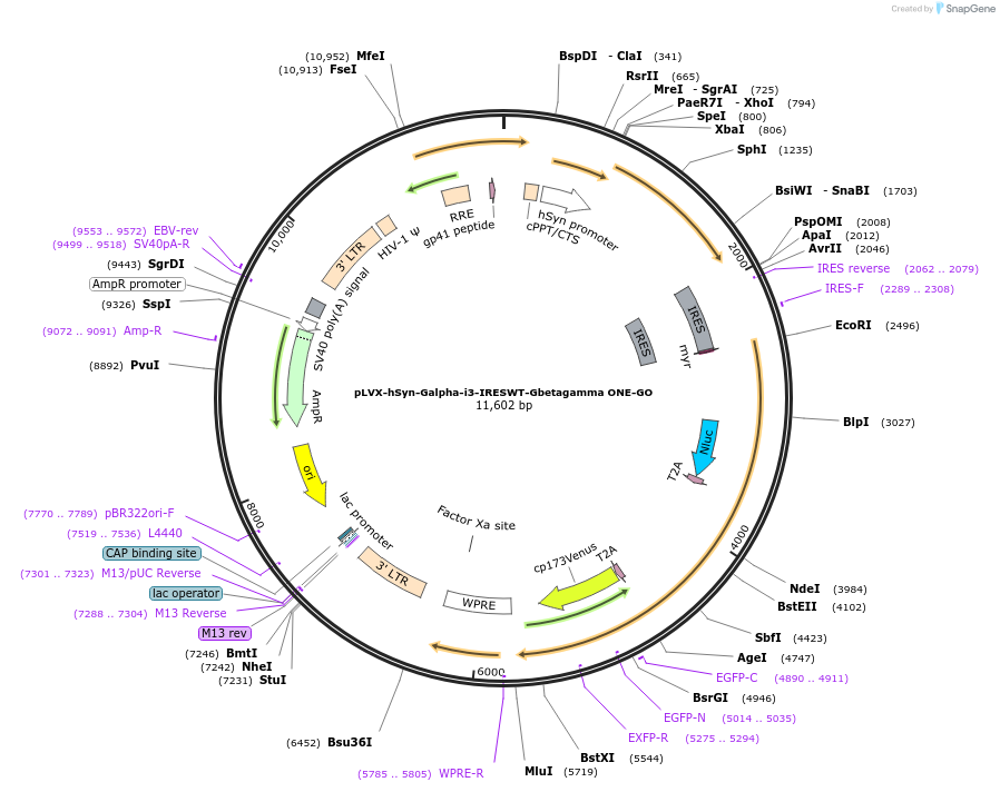 204343-plasmid-map-sequence-id-408625