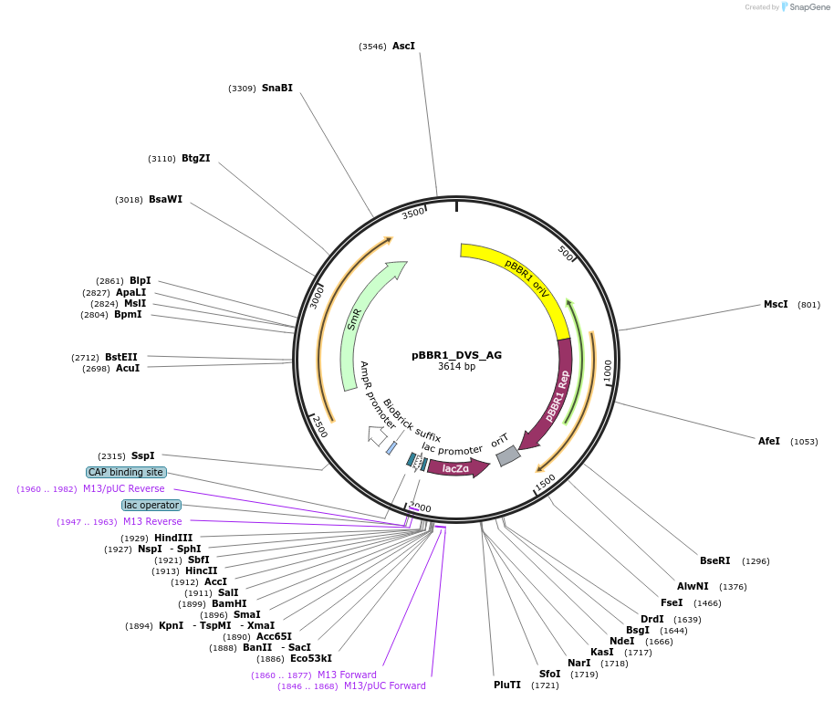 188951-plasmid-map-sequence-id-408629