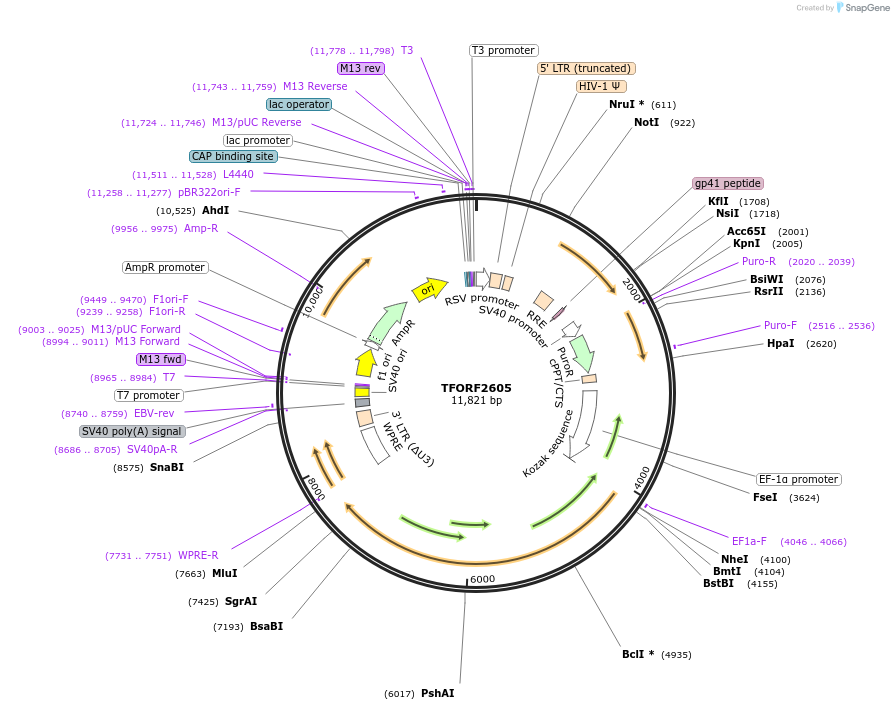 144214-plasmid-map-sequence-id-408636