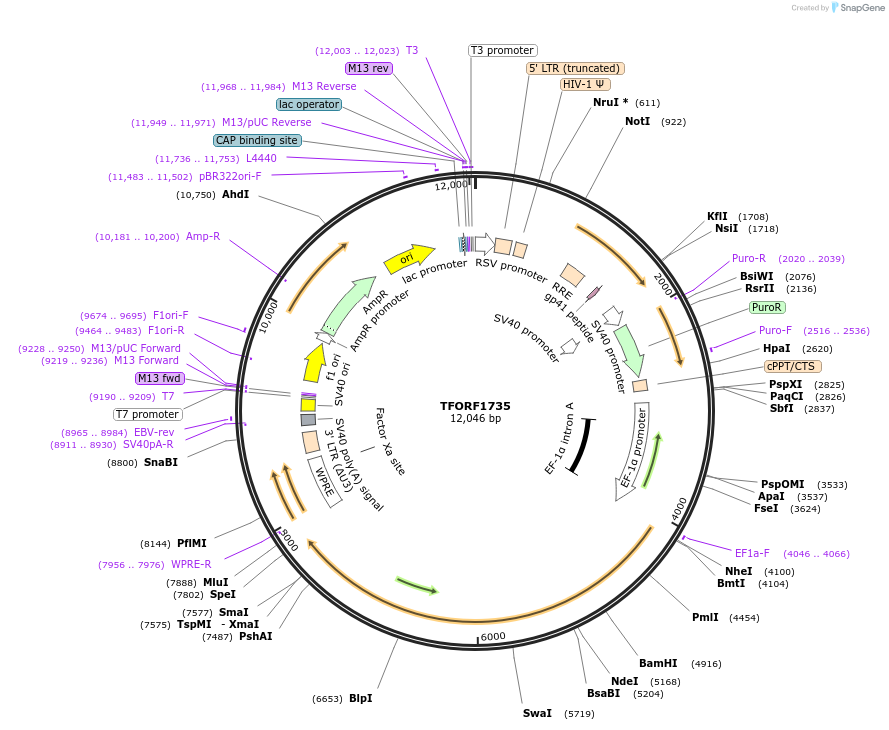 144308-plasmid-map-sequence-id-408642