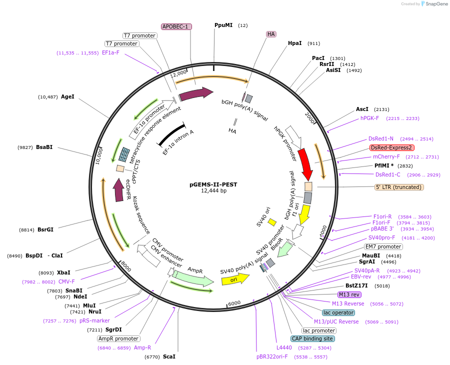 204766-plasmid-map-sequence-id-408653