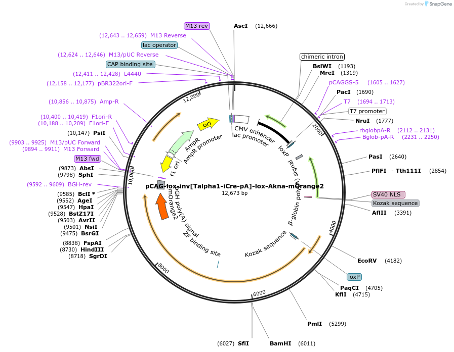 196880-plasmid-map-sequence-id-408662