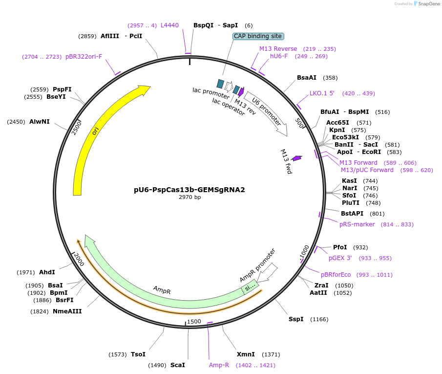 204768-plasmid-map-sequence-id-408665