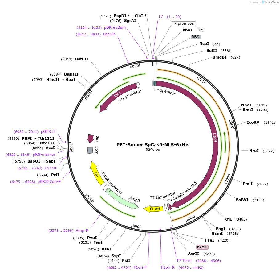 207374-plasmid-map-sequence-id-408670