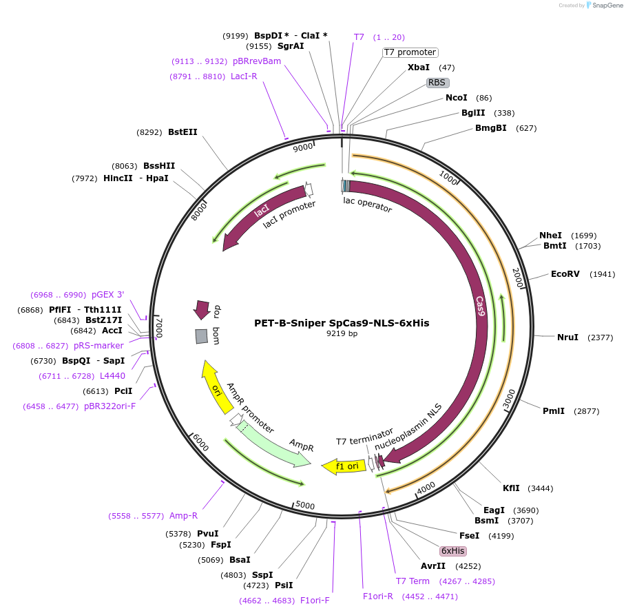 207377-plasmid-map-sequence-id-408674