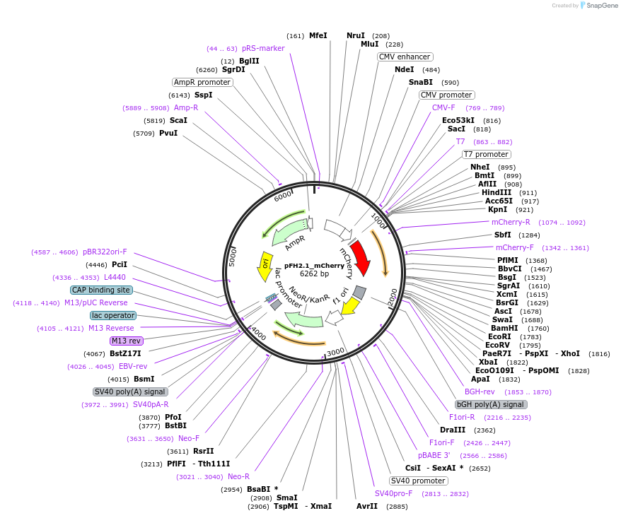 205520-plasmid-map-sequence-id-408685