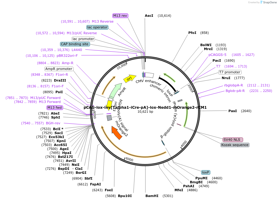 196879-plasmid-map-sequence-id-408686