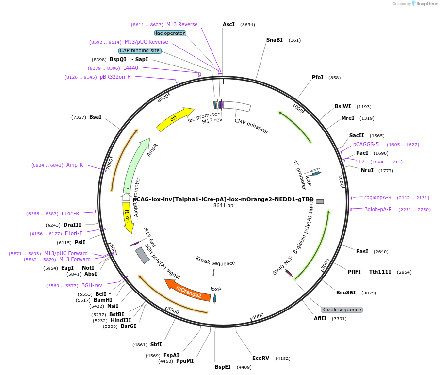 196878-plasmid-map-sequence-id-408688