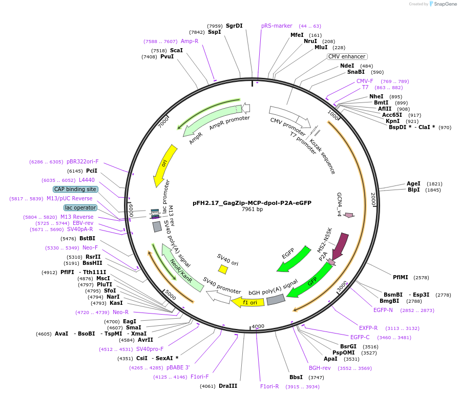 205532-plasmid-map-sequence-id-408692
