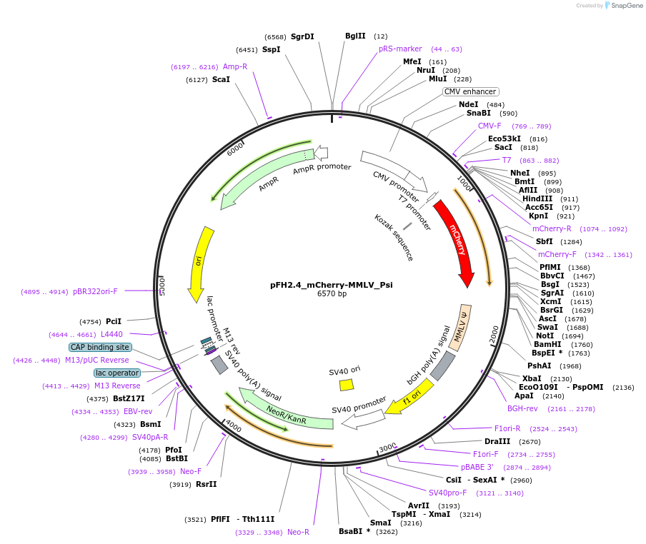 205522-plasmid-map-sequence-id-408697