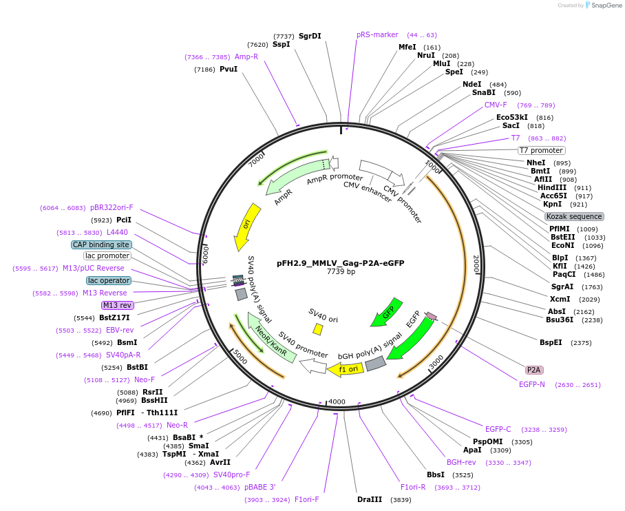 205524-plasmid-map-sequence-id-408699