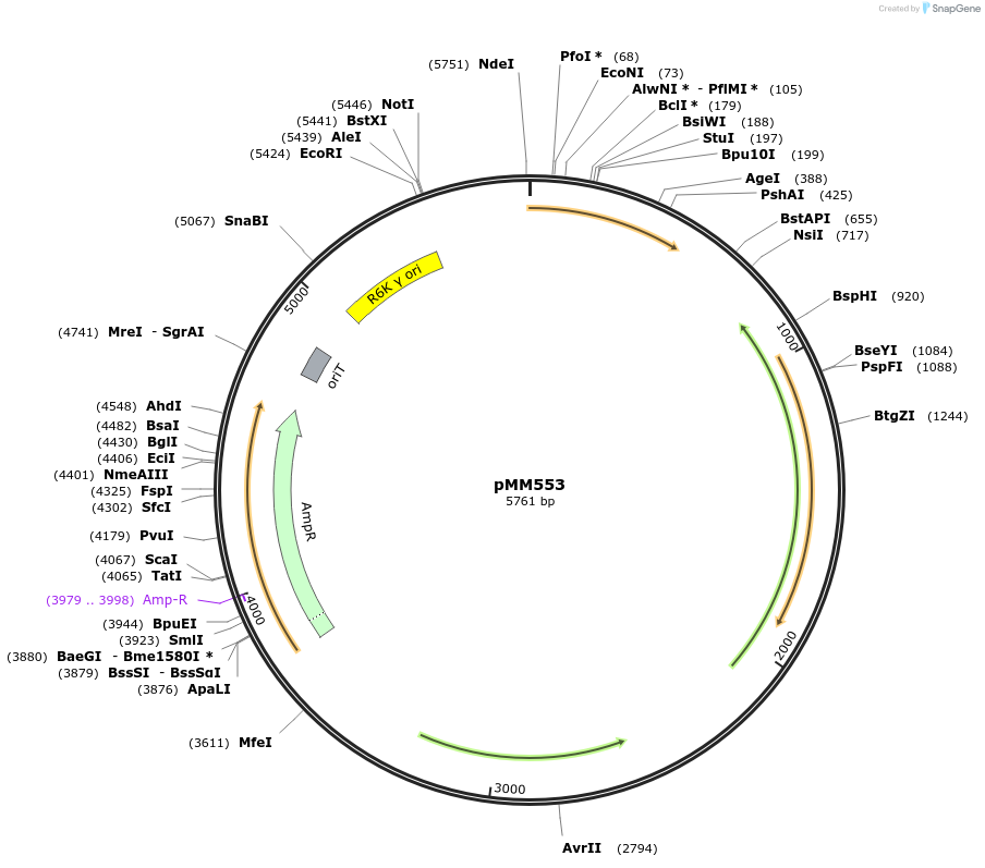 68543-plasmid-map-sequence-id-408700
