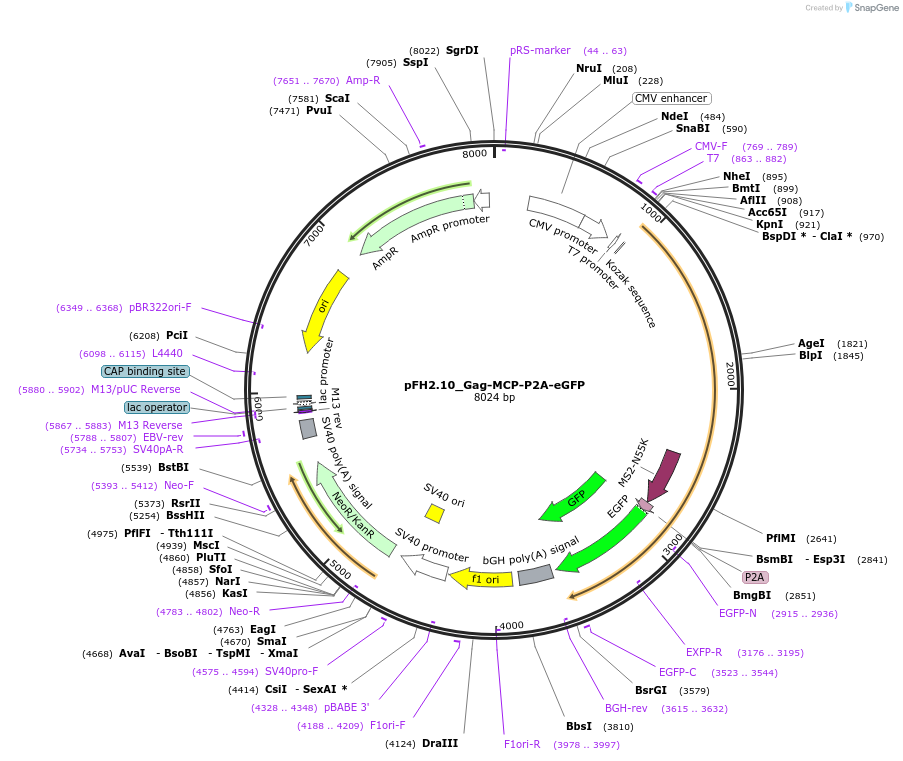 205525-plasmid-map-sequence-id-408703