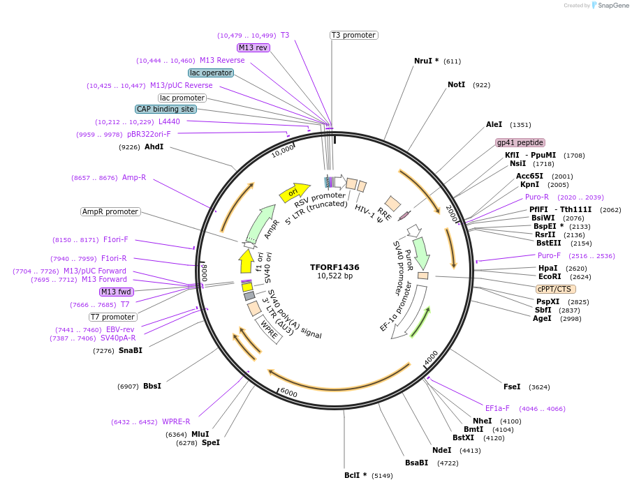 143499-plasmid-map-sequence-id-408708
