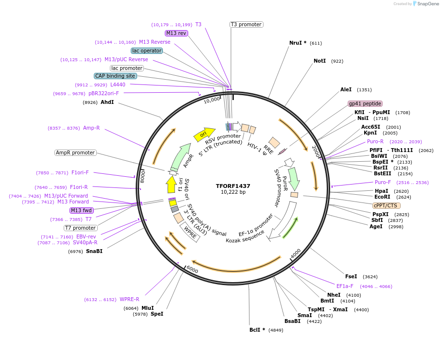 143500-plasmid-map-sequence-id-408709