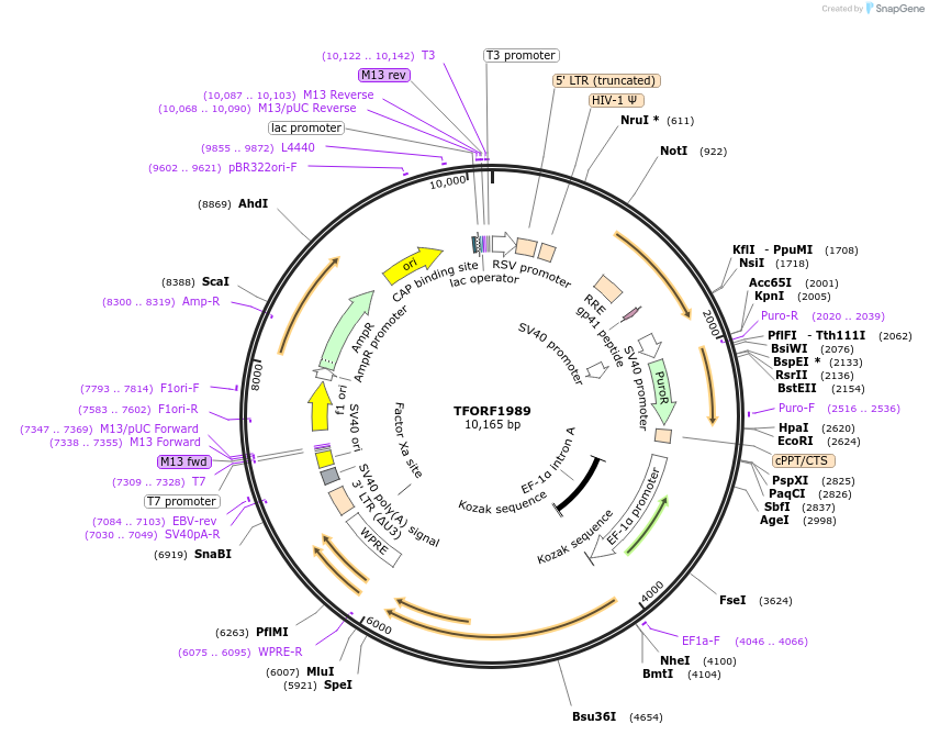 143563-plasmid-map-sequence-id-408733