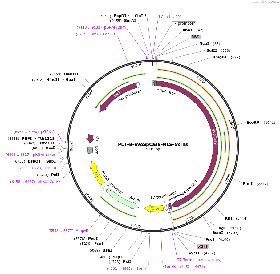 207390-plasmid-map-sequence-id-408738