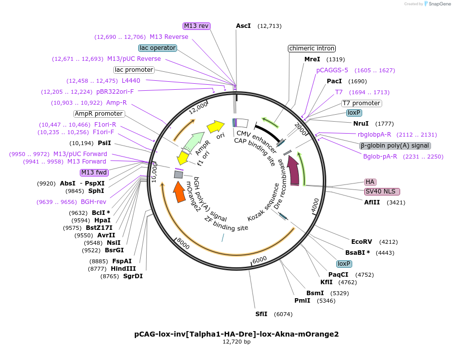 196893-plasmid-map-sequence-id-408740
