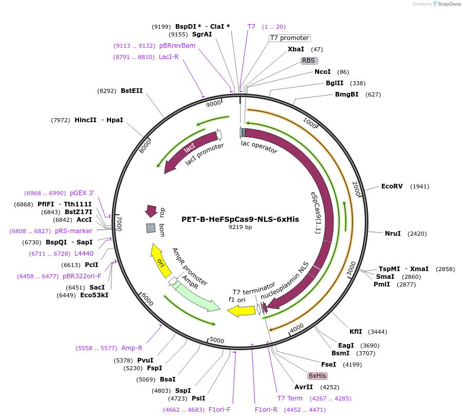 207392-plasmid-map-sequence-id-408745