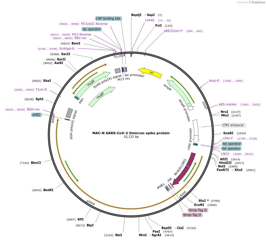 180779-plasmid-map-sequence-id-408761