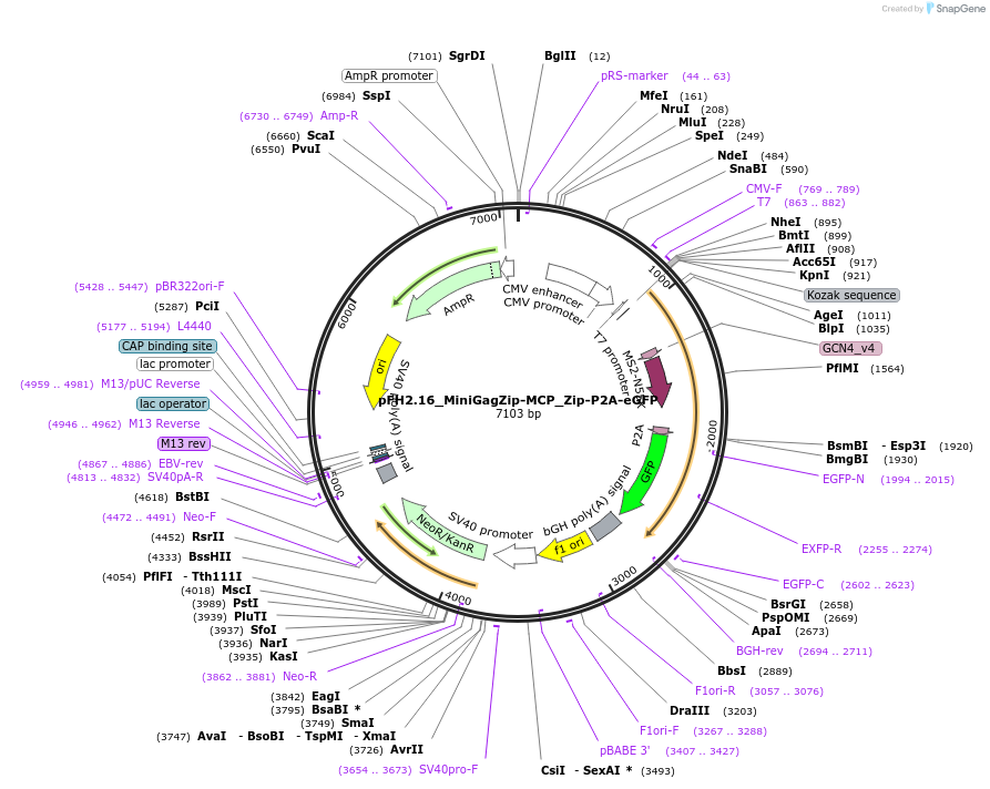 205531-plasmid-map-sequence-id-408762