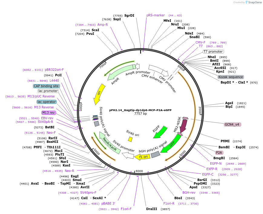 205529-plasmid-map-sequence-id-408763