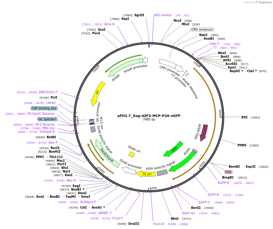 205523-plasmid-map-sequence-id-408764