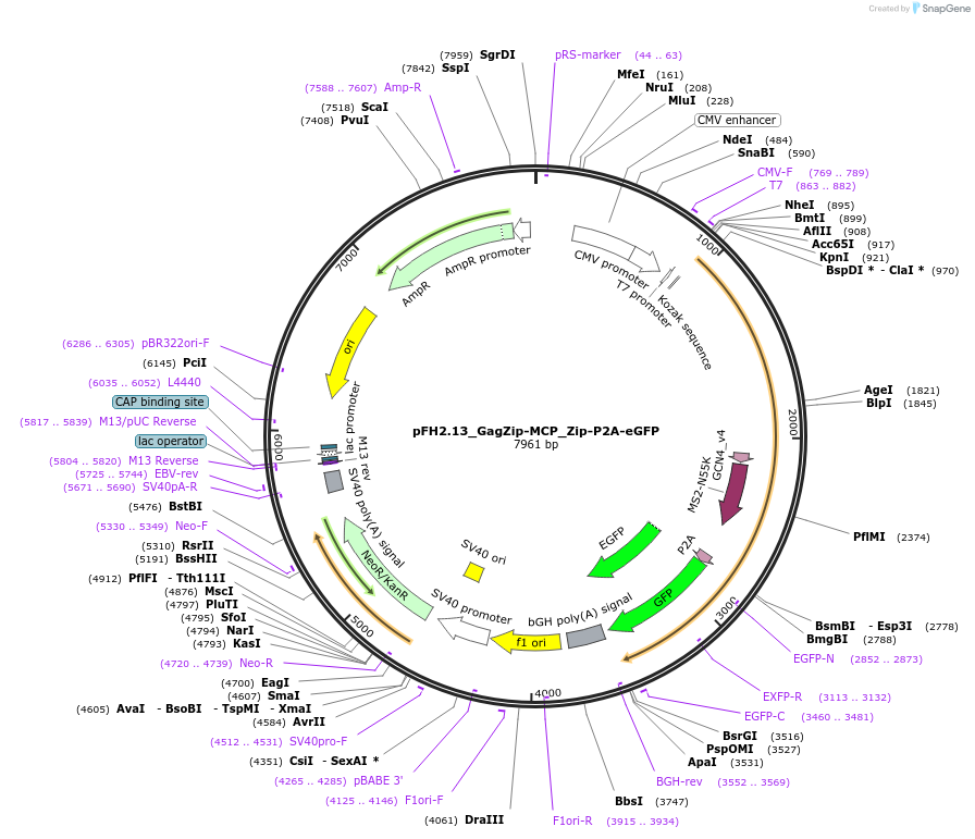 205528-plasmid-map-sequence-id-408765