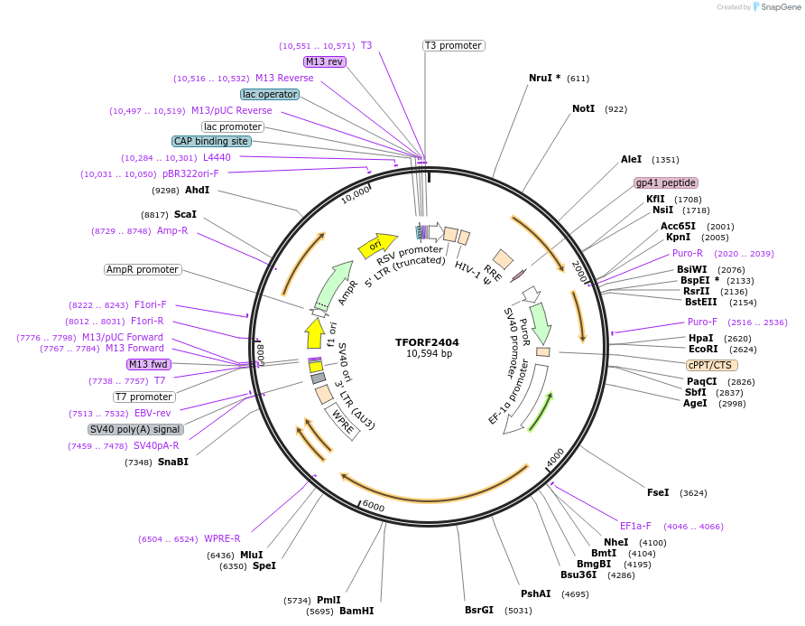 142068-plasmid-map-sequence-id-408767