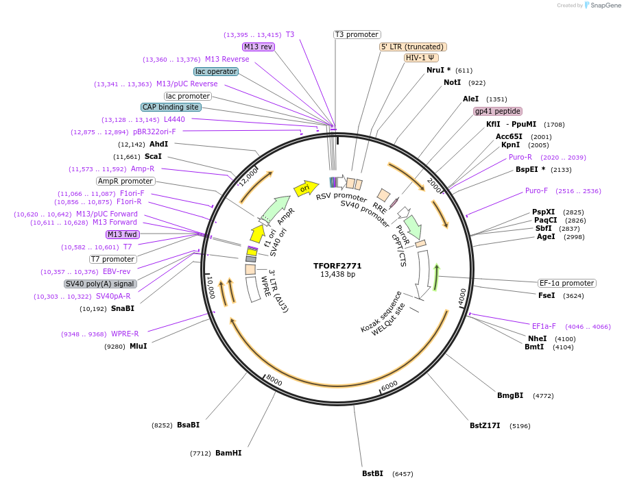 143614-plasmid-map-sequence-id-408776