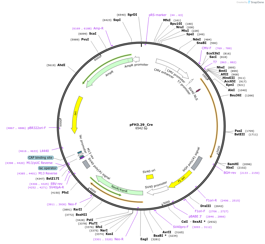 205560-plasmid-map-sequence-id-408781