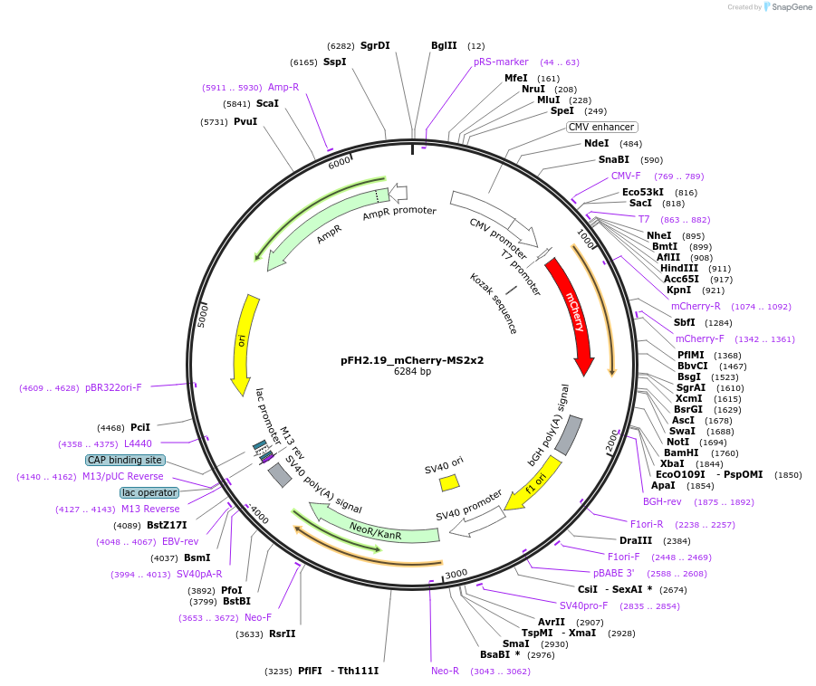 205534-plasmid-map-sequence-id-408785