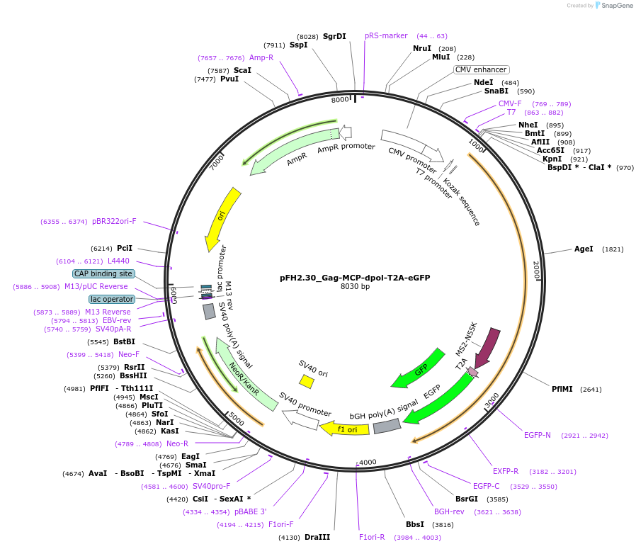 205538-plasmid-map-sequence-id-408787
