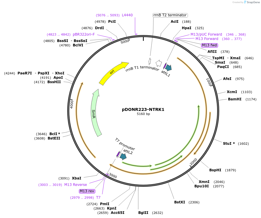 23891-plasmid-map-sequence-id-408789