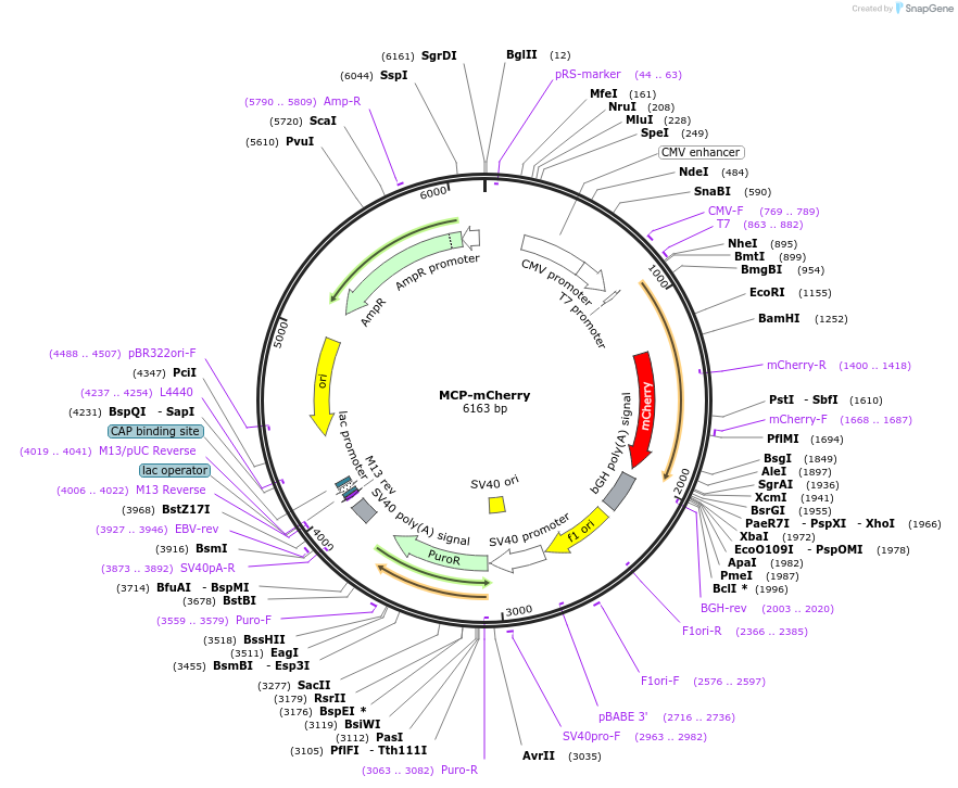 207668-plasmid-map-sequence-id-408791