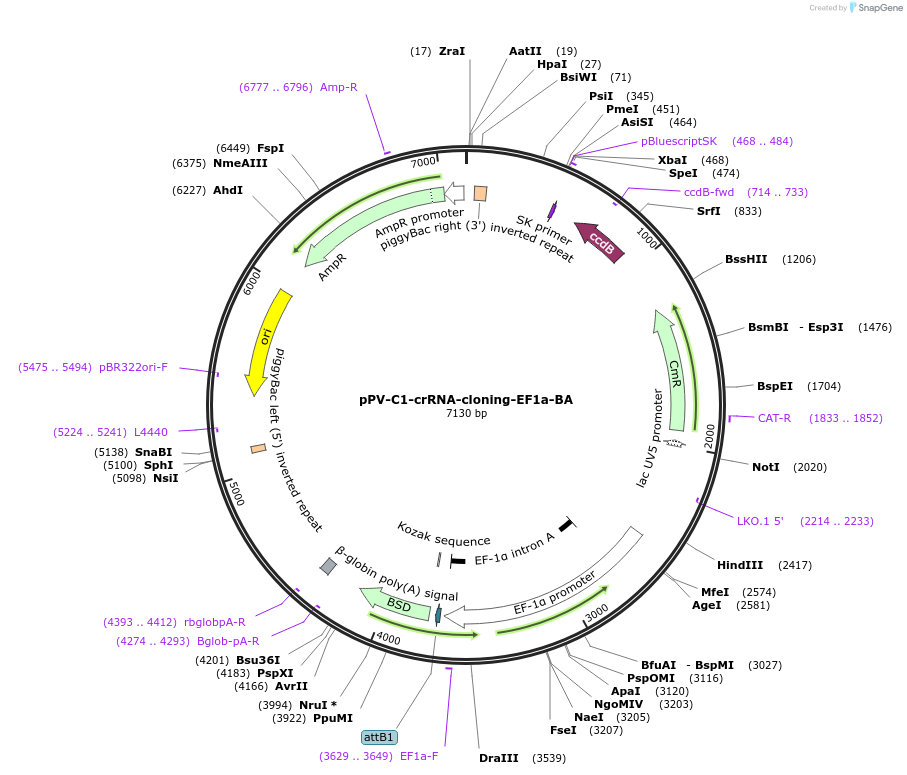 204623-plasmid-map-sequence-id-408798