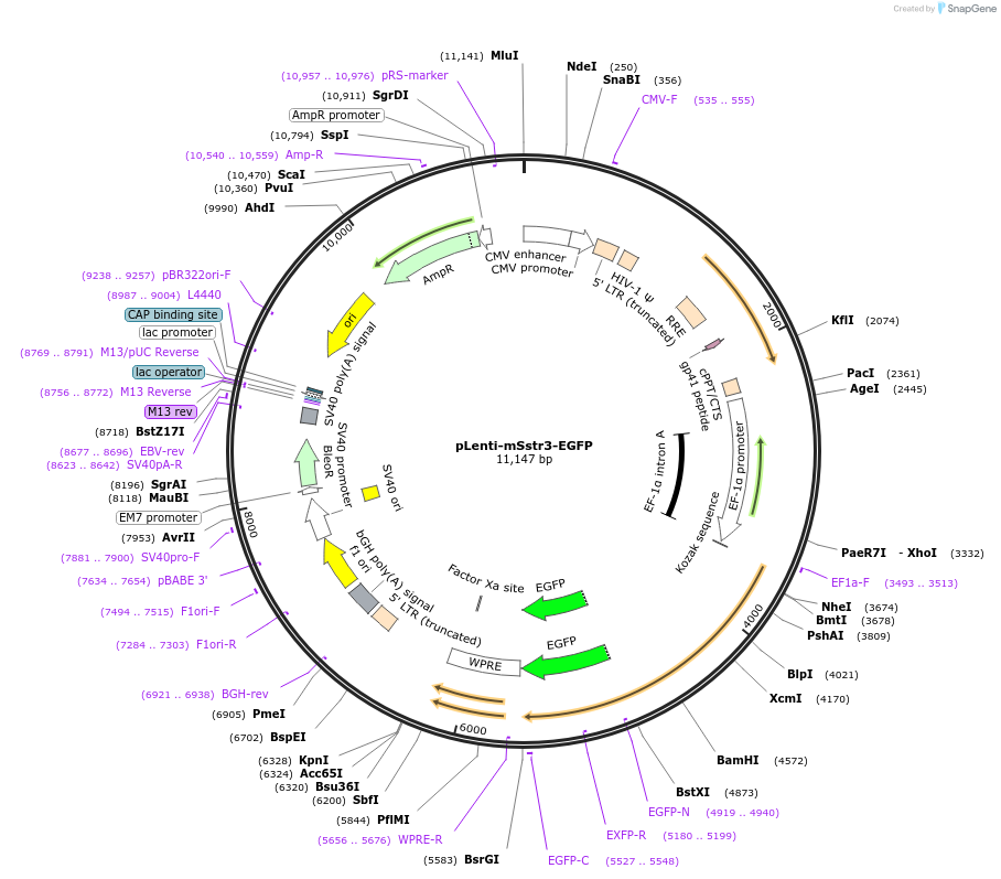 200444-plasmid-map-sequence-id-408799
