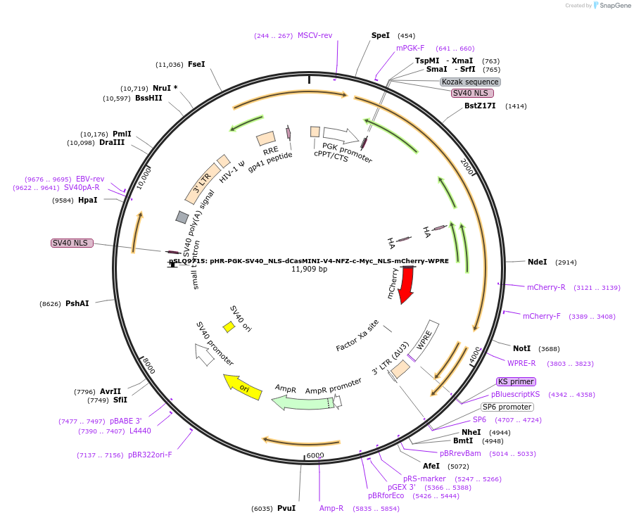 203221-plasmid-map-sequence-id-408839